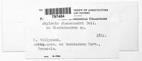 Diplodia rhododendri image